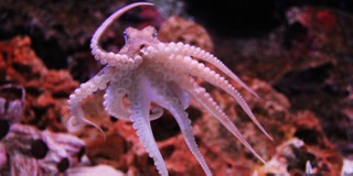 An octopus swimming at the bottom of the ocean