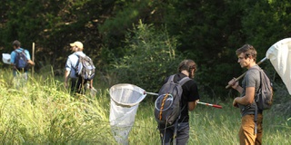 a group of people in a field with butterfly nets