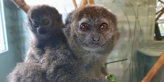 EU-funded research project uses chemical communication to enhance breeding in lemurs 