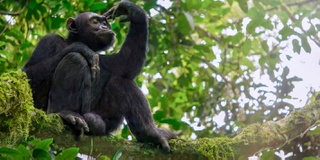 Primate behaviour changed as zoos closed for pandemic