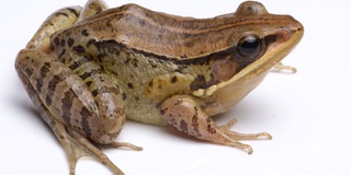 Picture of a news species of Music Frog found in India
