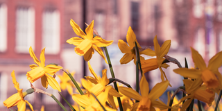 Close up of daffodils in springtime with Wulfruna Building in the background