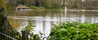 Two ducks swimming in a lake, fountains spraying water in the distance