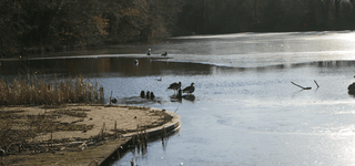 Ducks and other water birds standing in the shallows and swimming through a large lake, a bank of dry land marked with tall grass