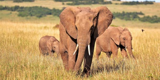 Review on illegal wildlife trade suggests preventative measures